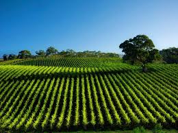 Vibrant vineyard rows stretch under a clear blue sky.