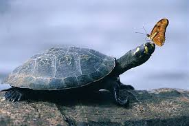 Turtle with a small bird perched on its head in a natural setting.
