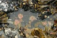 Close-up of marine life, including sea anemones and barnacles, in a tidal pool.