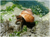 A hermit crab in a spiral shell on a rocky shore.