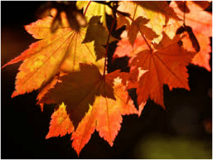 Close-up of vibrant autumn leaves in sunlight.