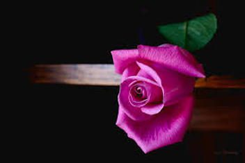 Close-up of a vibrant pink rose with dark background.