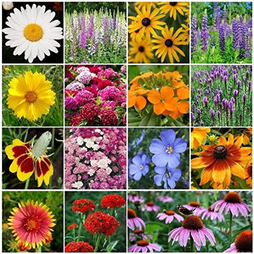 A vibrant collage of various colorful flowers in bloom.