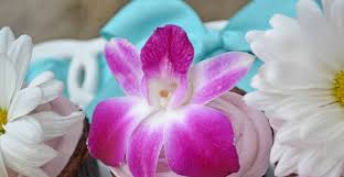 Close-up of a vibrant purple and white orchid flower.