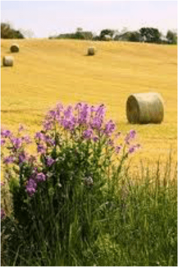 Purple flowers in front of a golden field with hay bales.