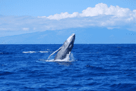 A whale breaching the ocean surface against a backdrop of distant mountains.