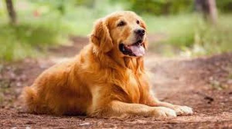 Golden Retriever lying on the ground outdoors.