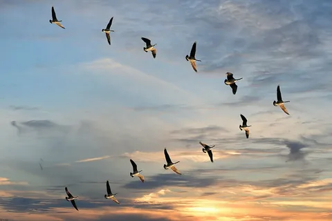 Birds flying in a V formation at sunset.