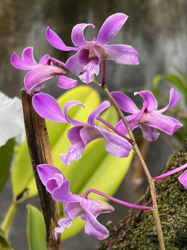 Close-up of vibrant purple orchids in natural sunlight.