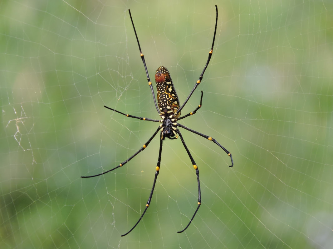 Close-up of a large spider on its web with blurred green background.
