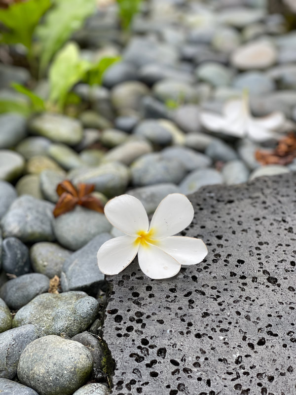White flower on smooth stones with greenery in background.