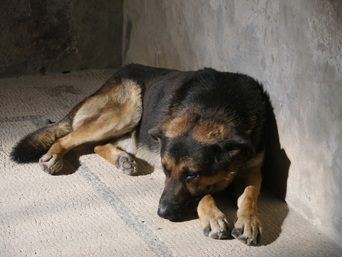 A German Shepherd resting on a concrete floor in dim light.