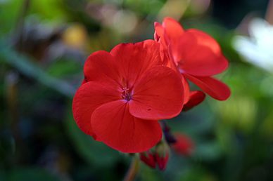 Close-up of vibrant red geranium flowers with green blurred background.
