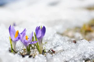 Purple crocus flowers blooming through melting snow.
