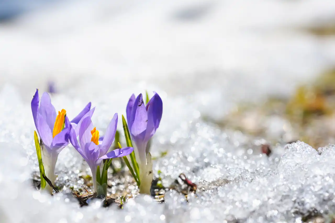 March 2025 – March is Back and so is St. Patrick’s Day!