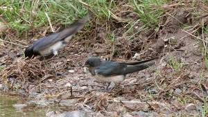 Two small birds on the ground near grass and leaves.