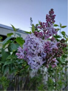 Close-up of blooming purple lilac flowers against green leaves and a clear sky.