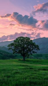 Tree in field with colorful sunset sky.