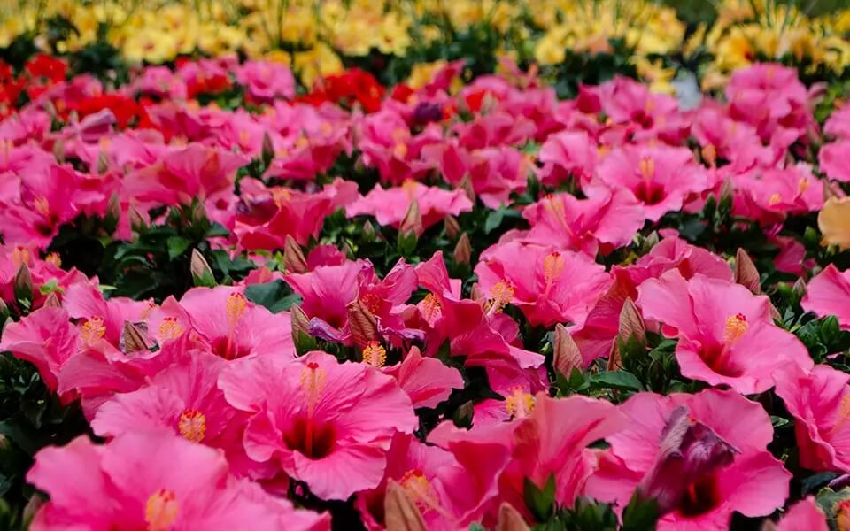 Vibrant pink flowers blooming in a garden bed.