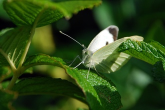 A white butterfly perched on a green leaf.