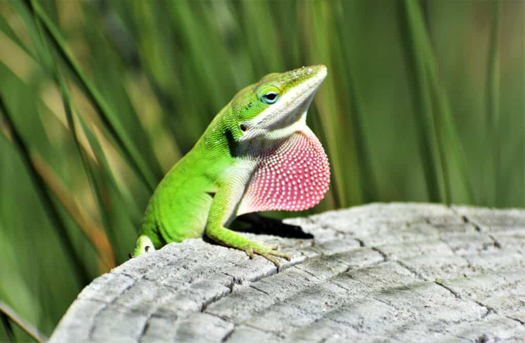 Green anole lizard displaying its pink throat fan on a tree stump.