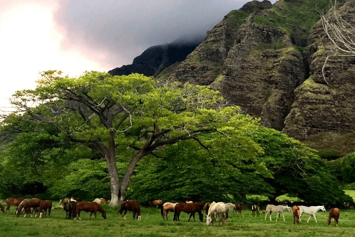 Horses grazing peacefully in a lush green valley with towering cliffs.