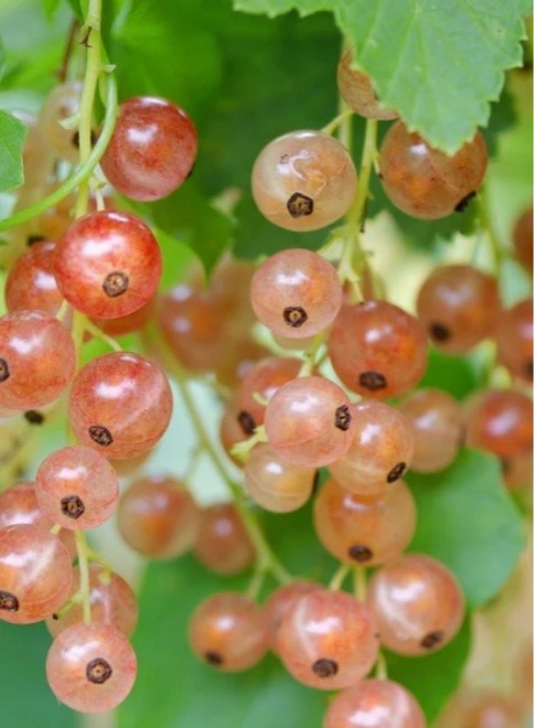 Close-up of ripe red currants hanging on the branch.