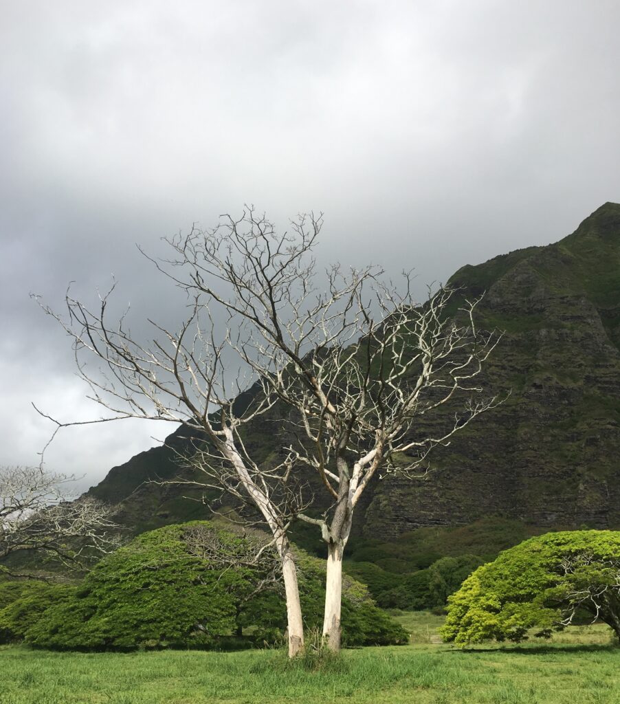 A bare tree stands against a cloudy sky with mountains in the background.